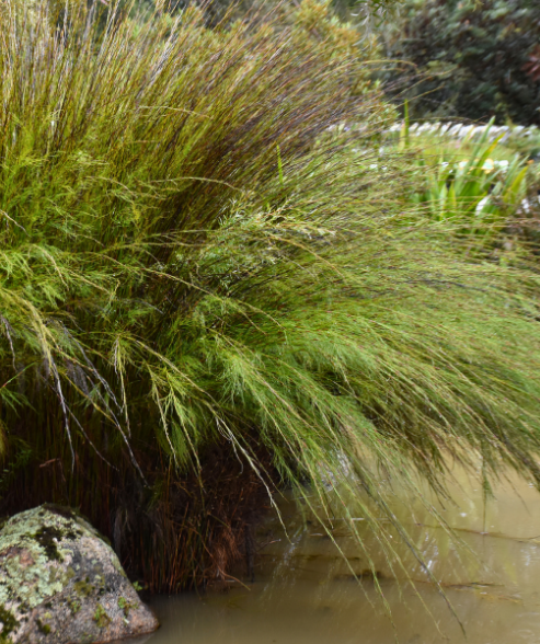 Baloskion tetraphyllum ‘Tassel Cord-rush’
