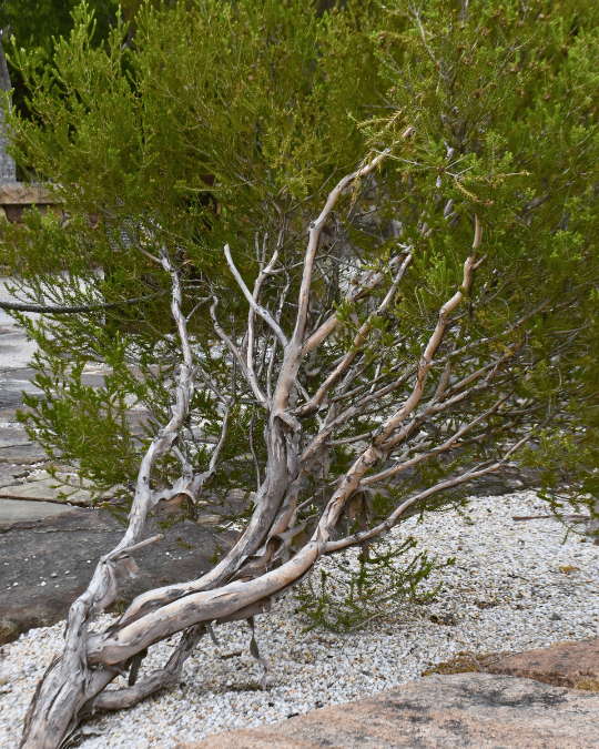 Melaleuca halmaturorum ‘Salt Paperbark’