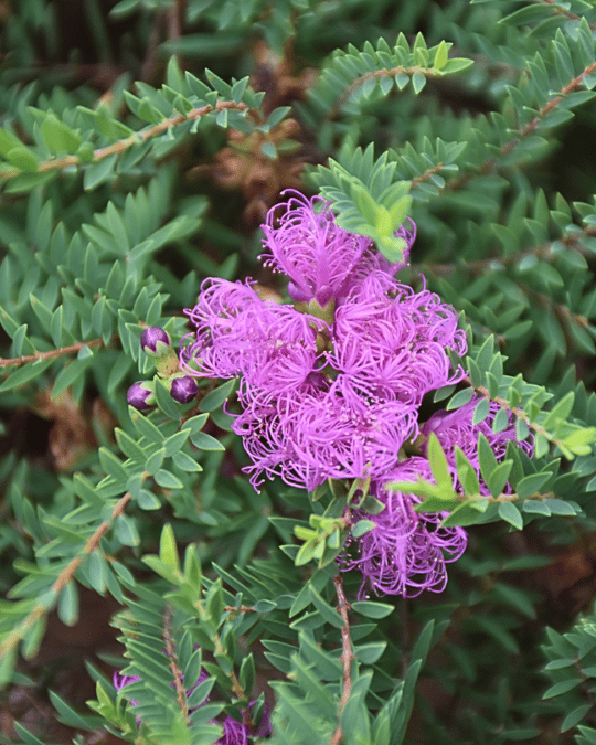 Melaleuca thymifolia ‘Little Beauty’