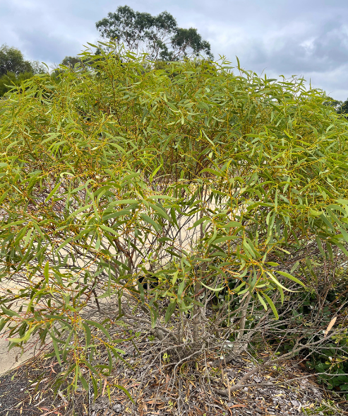Eucalyptus oleosa ‘Oil Mallee’