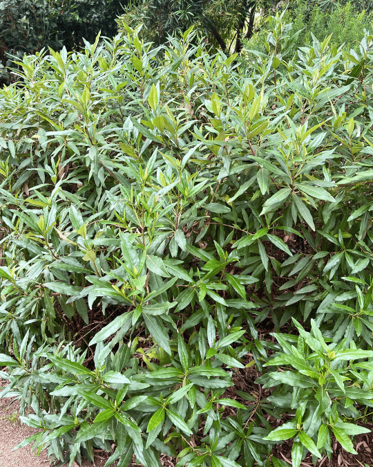 Olearia viscosa ‘Viscid Daisy bush’