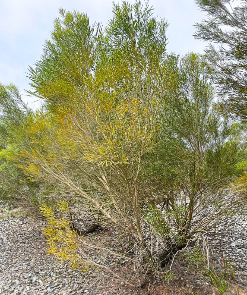 Eucalyptus cneorifolia ‘Kangaroo Island Narrow-leaf Mallee’