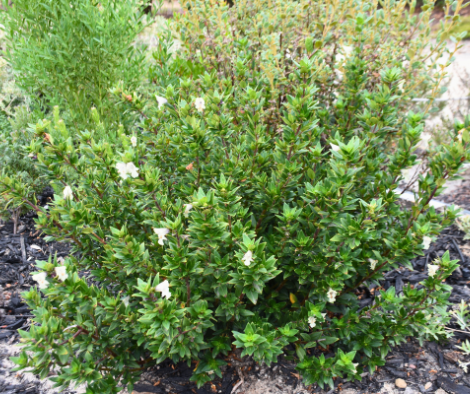 Prostanthera monticola ‘Buffalo’ Mintbush’
