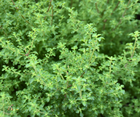 Prostanthera incisa ‘Native Thyme’