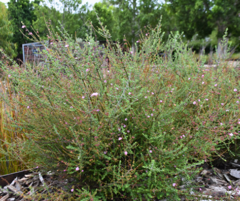 Prostanthera rhombea ‘Pink’