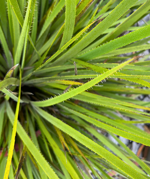 Conostylis aculeata ‘Prickly Conostylis’