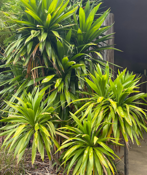 Cordyline obtecta ‘Norfolk Island Cabbage Tree’