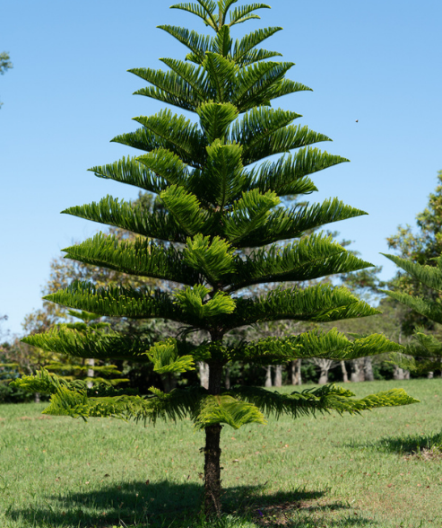 Araucaria heterophylla ‘Norfolk Island pine’