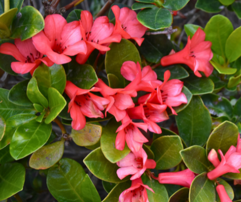Rhododendron viriosum ‘Mountain Rhododendron’