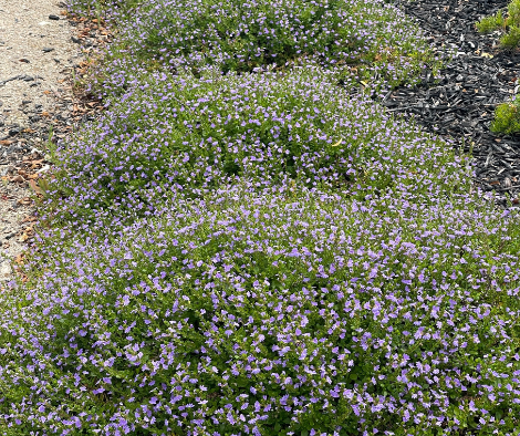 Scaevola crassifolia ‘Thick-leafed Fanflower’