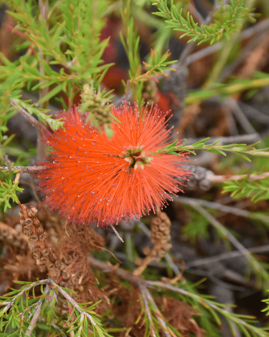 Melaleuca lateritia ‘Robin Red Breast Bush Dwarf Form’