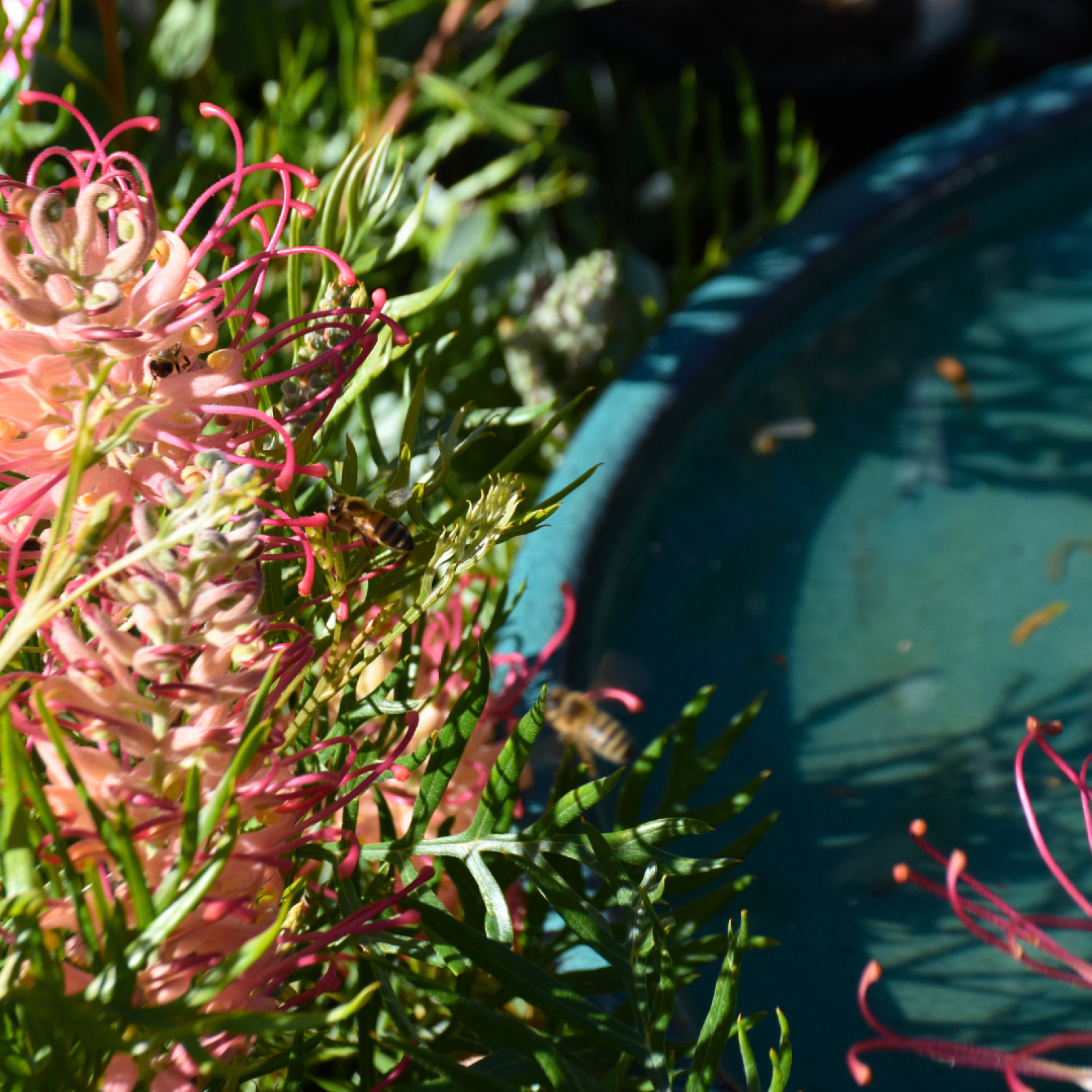 Water Bowl with flowers Kuranga Plant Consultation