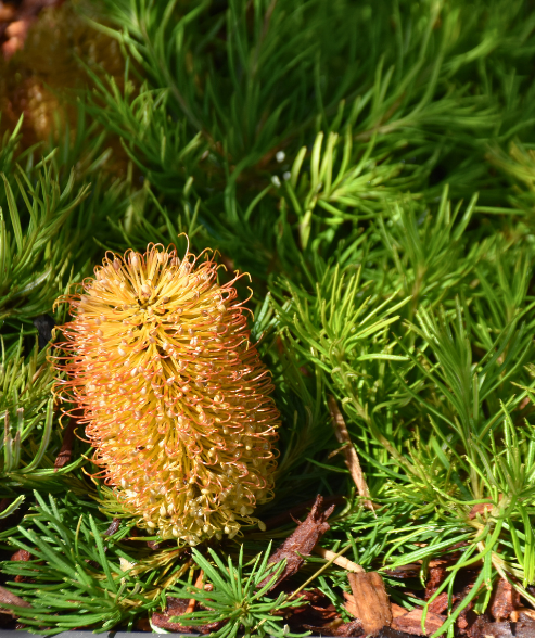 Banksia spinulosa ‘Birthday Candles’