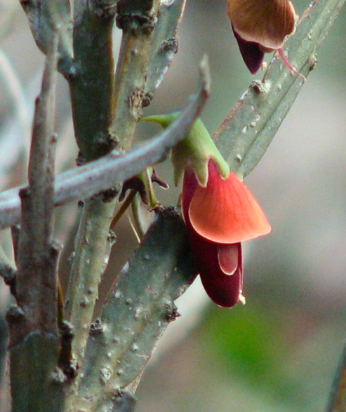 Bossiaea walkeri ‘Red-winged Pea’