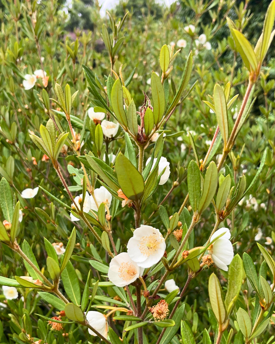 Eucryphia wilkiei ‘Wilkie’s Eucryphia’