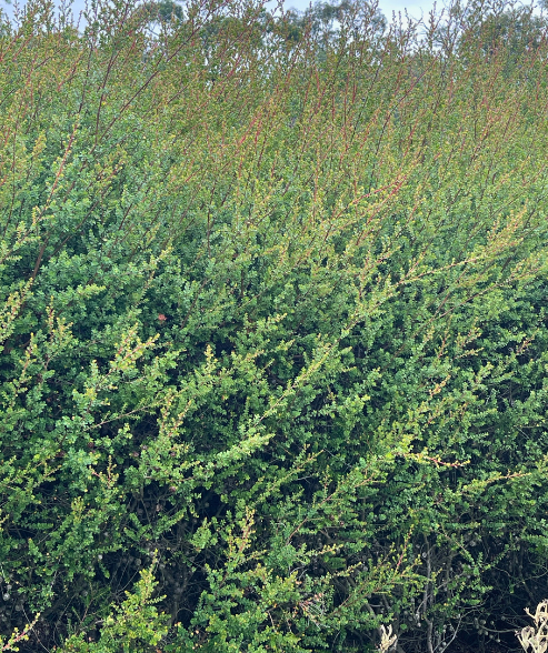Leptospermum rotundifolium ‘Round-leafed Tea Tree’
