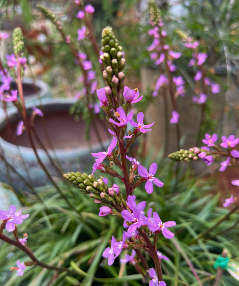 Stylidium graminifolium ‘Trigger Plant’