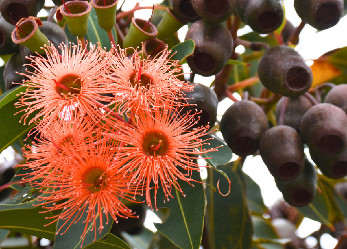 Red Flowering Gum (Corymbia ficifolia) tree in summer flower showing vibrant red blooms