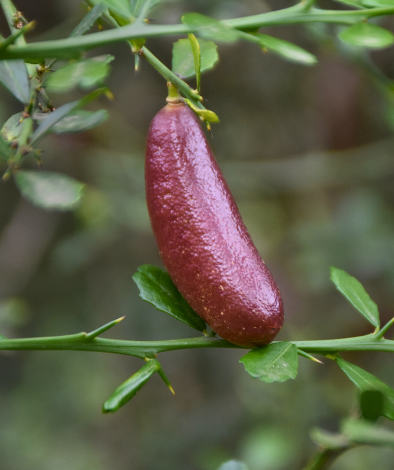 Citrus australasica ‘Finger Lime’