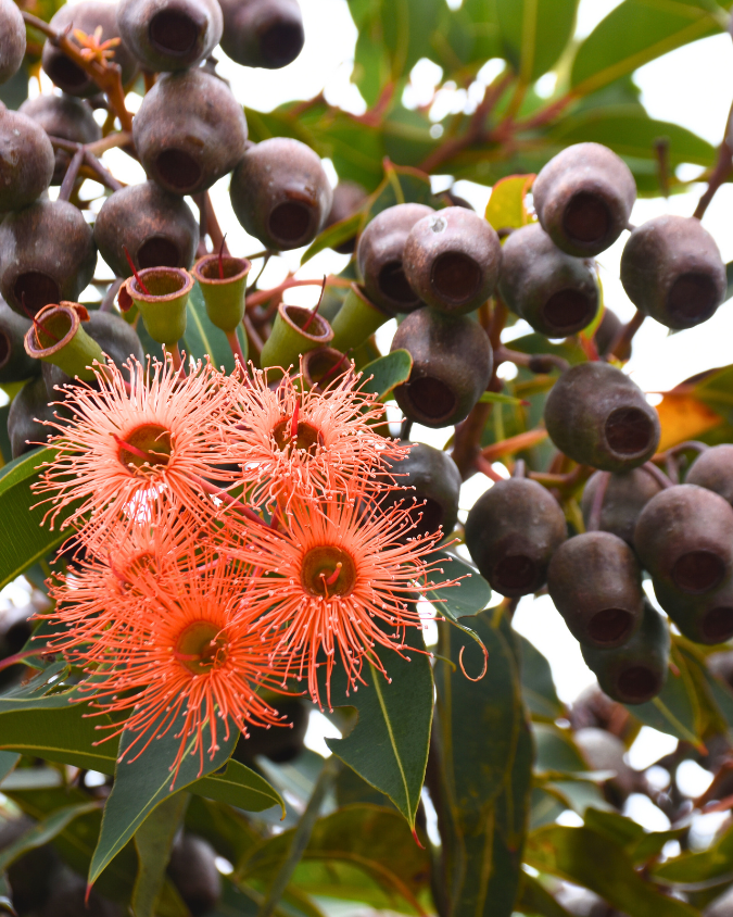 Corymbia ficifolia ‘Baby Orange’