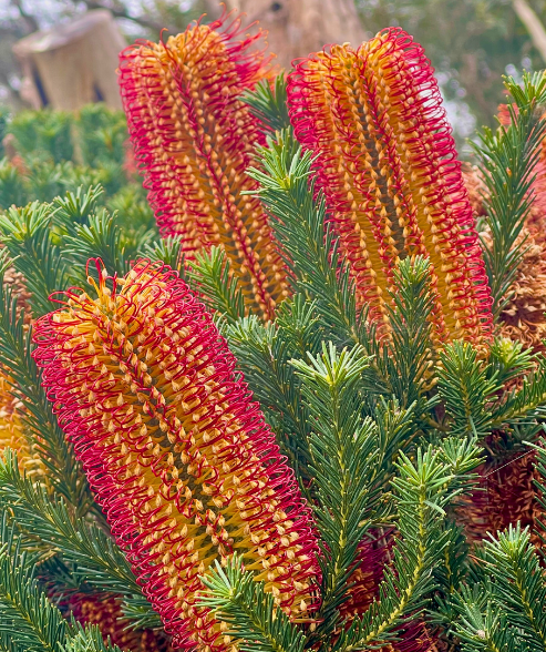 Banksia