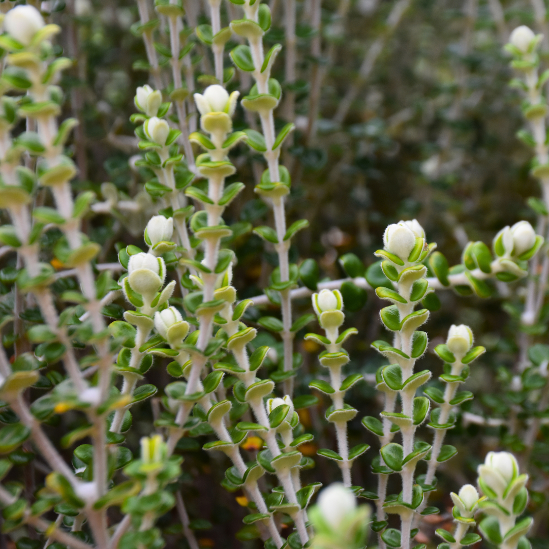 Pimelea nivea ‘Snowy Pimelea’
