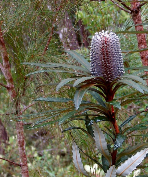 Banksia plagiocarpa ‘Hinchinbrook Island Banksia’