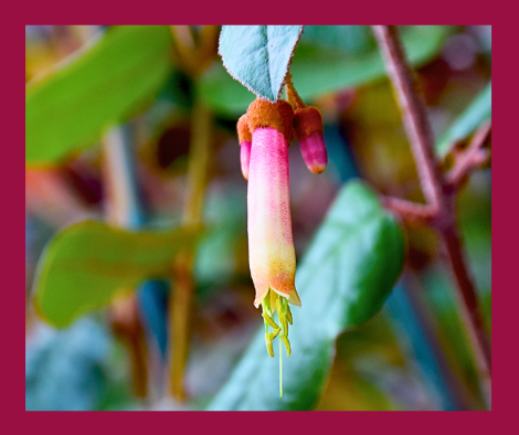 Hibbertia pedunculata ‘Guinea Flower’