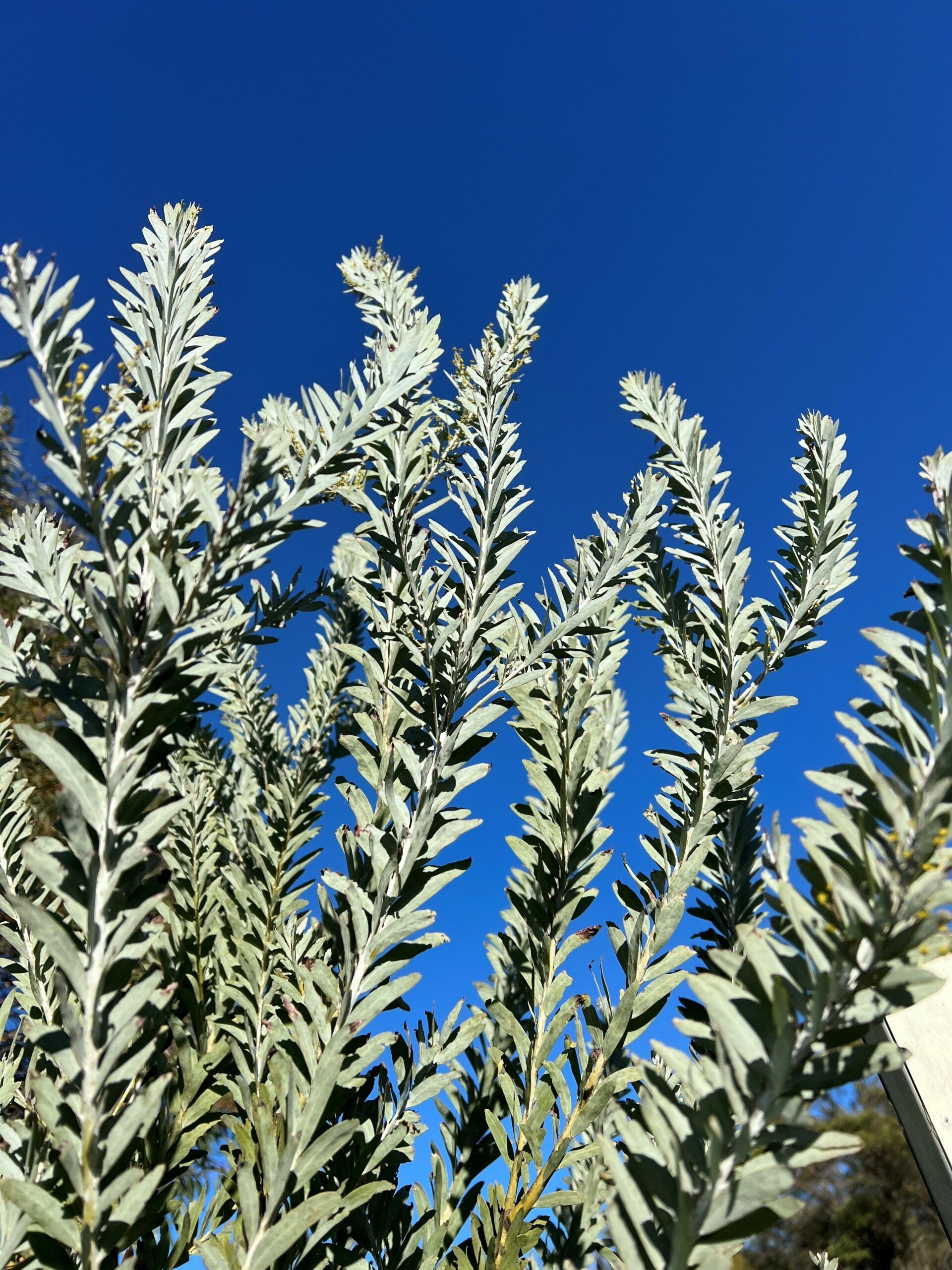Blue-bush Wattle | Silver-blue Foliage Tree | Kuranga