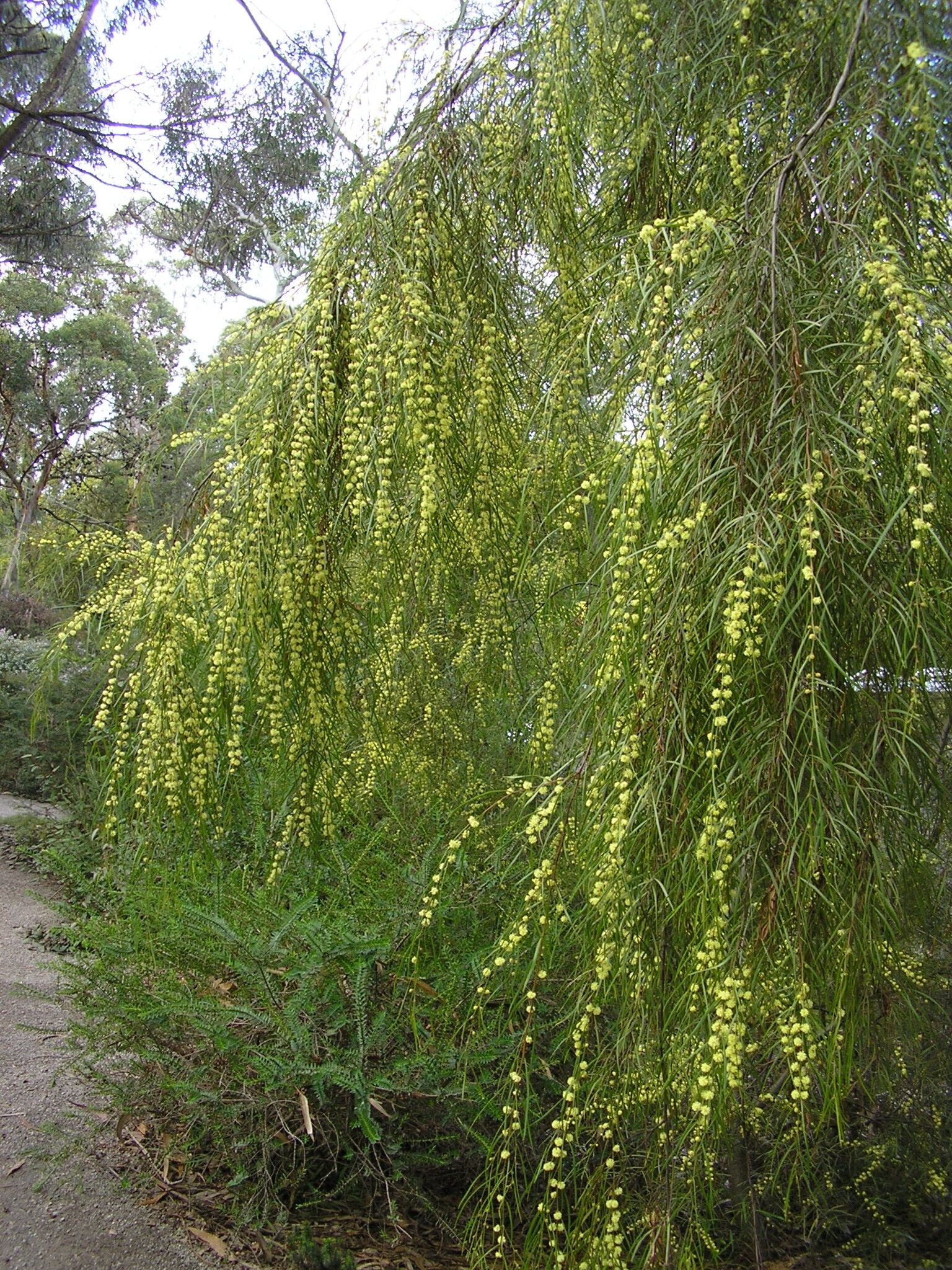 Bower Wattle | Graceful Native Tree | Kuranga