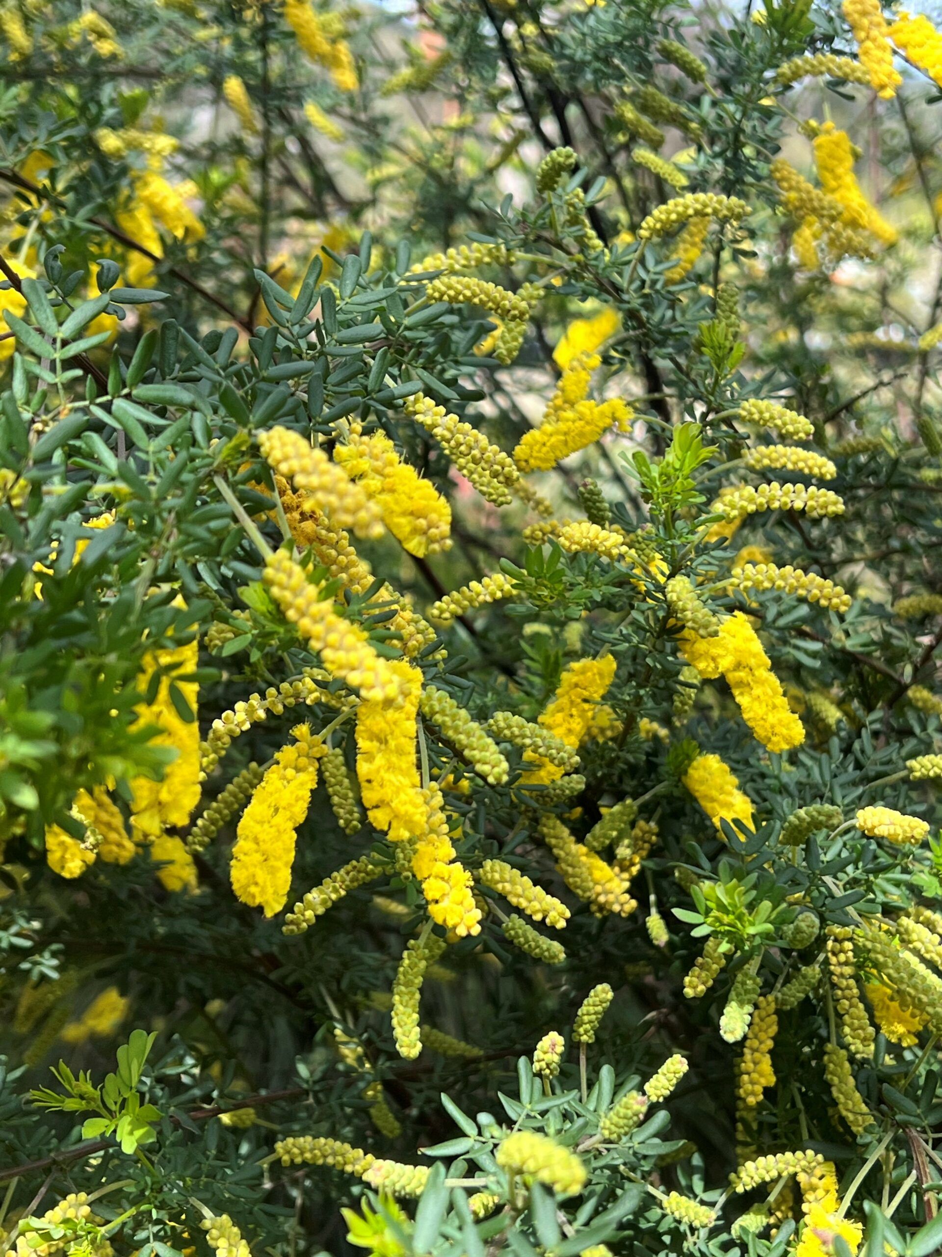 Acacia drummondii elegant wattle spring flowering