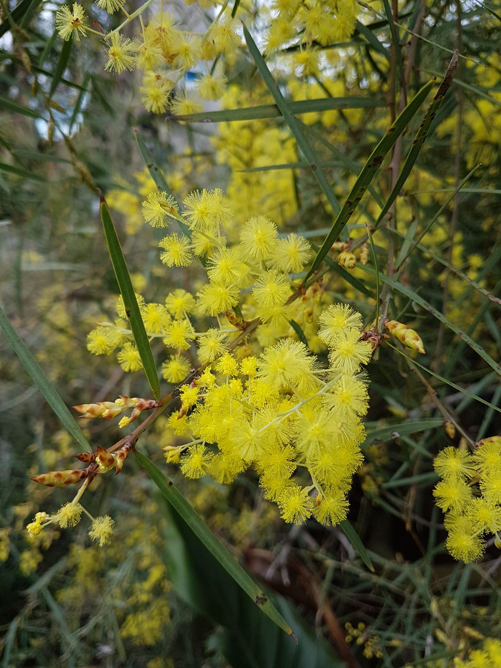 Acacia iteaphylla ‘Flinders Range Wattle’