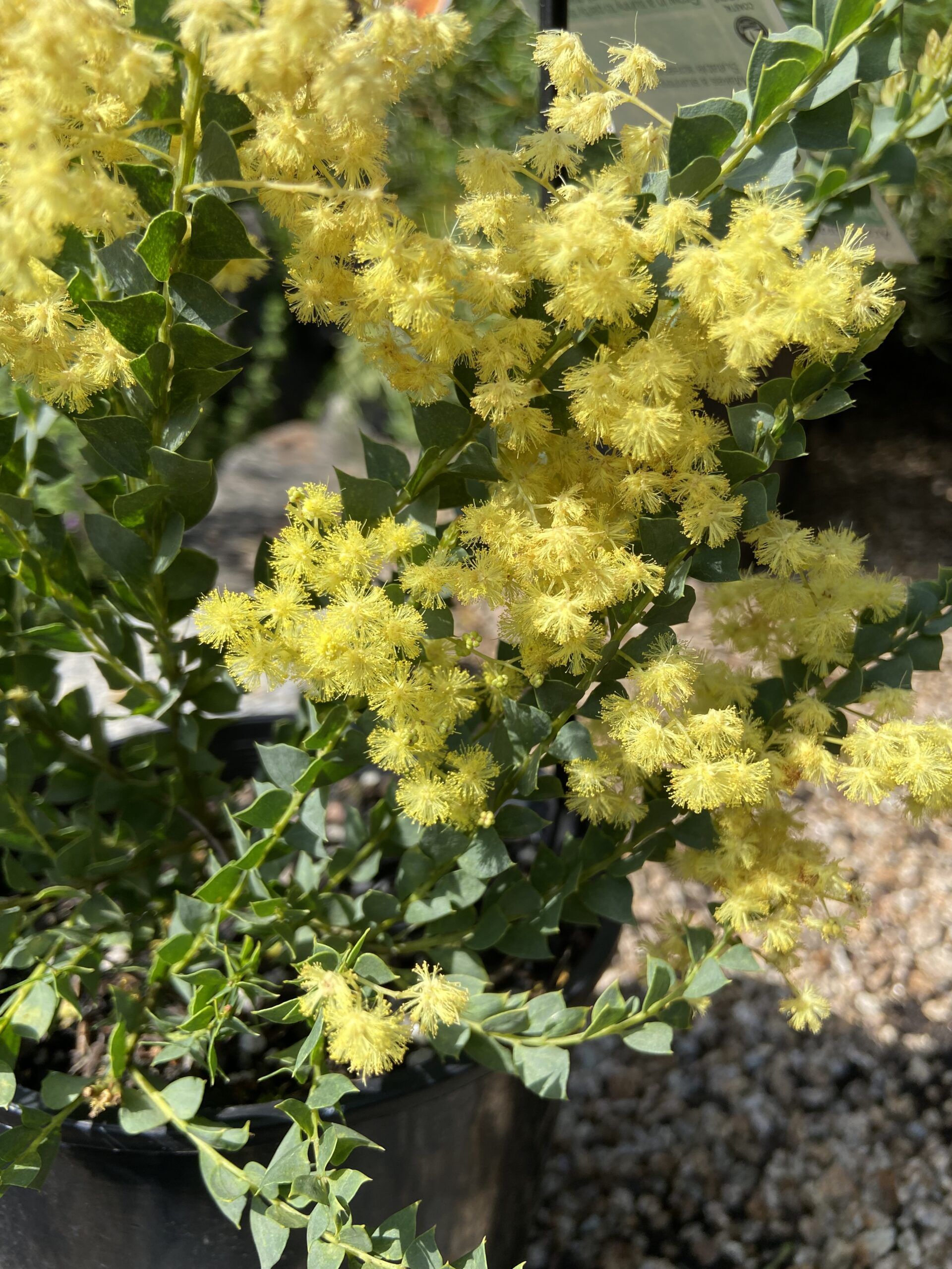 Acacia pravissima ‘Dwarf’ Ovens Wattle