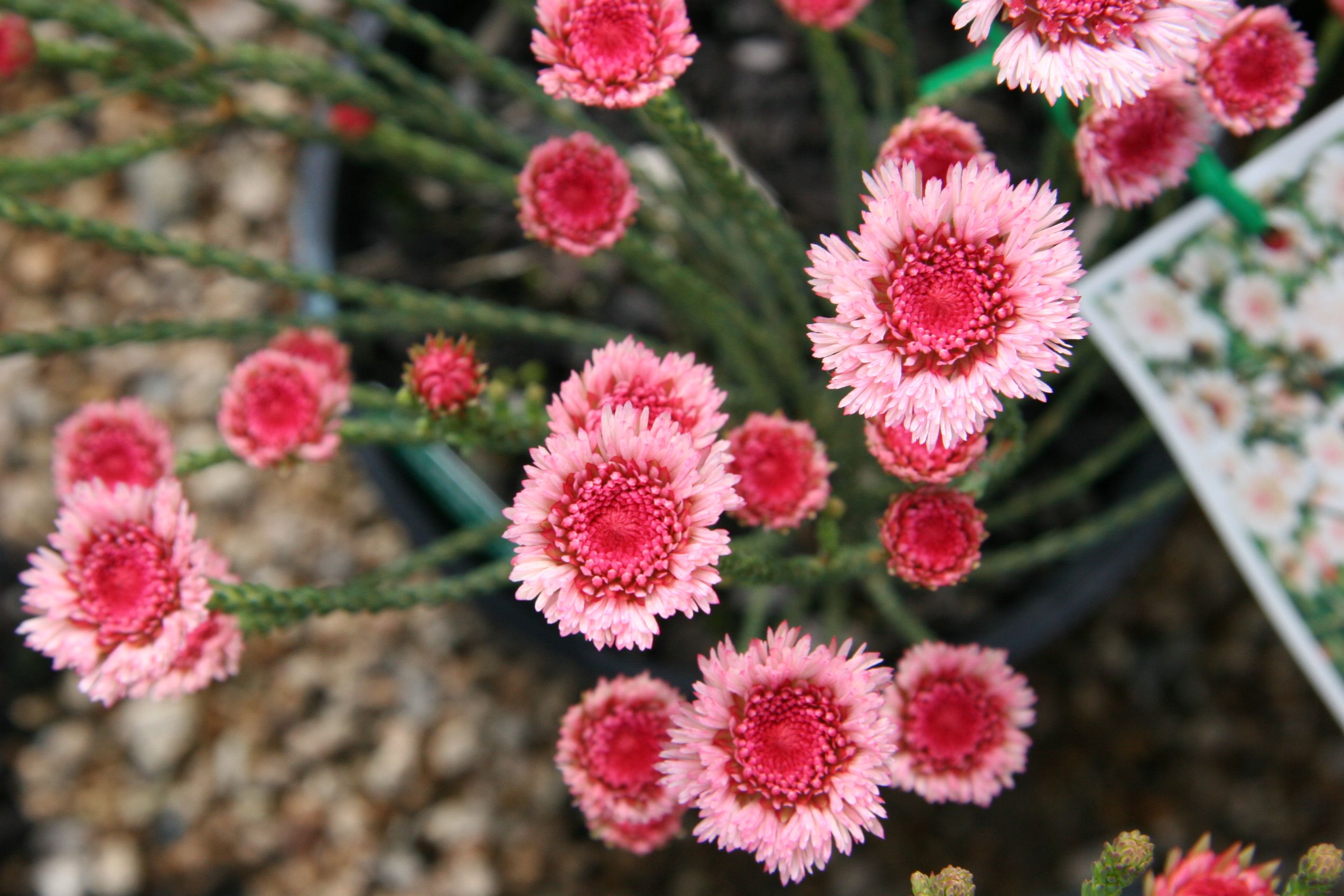 Actinodium cunninghamii  ‘Albany Daisy’
