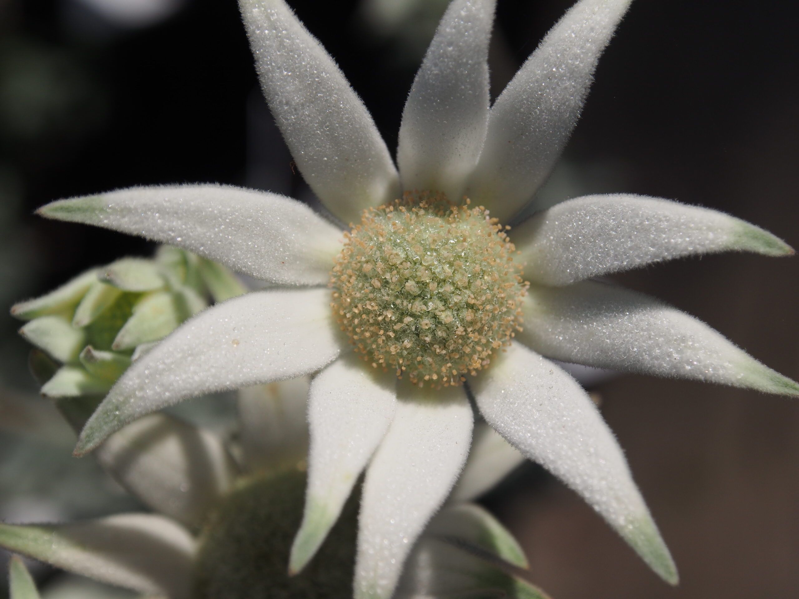 Actinotus helianthi (Flannel Flower) with soft white star-shaped flowers at Kuranga Native Nursery