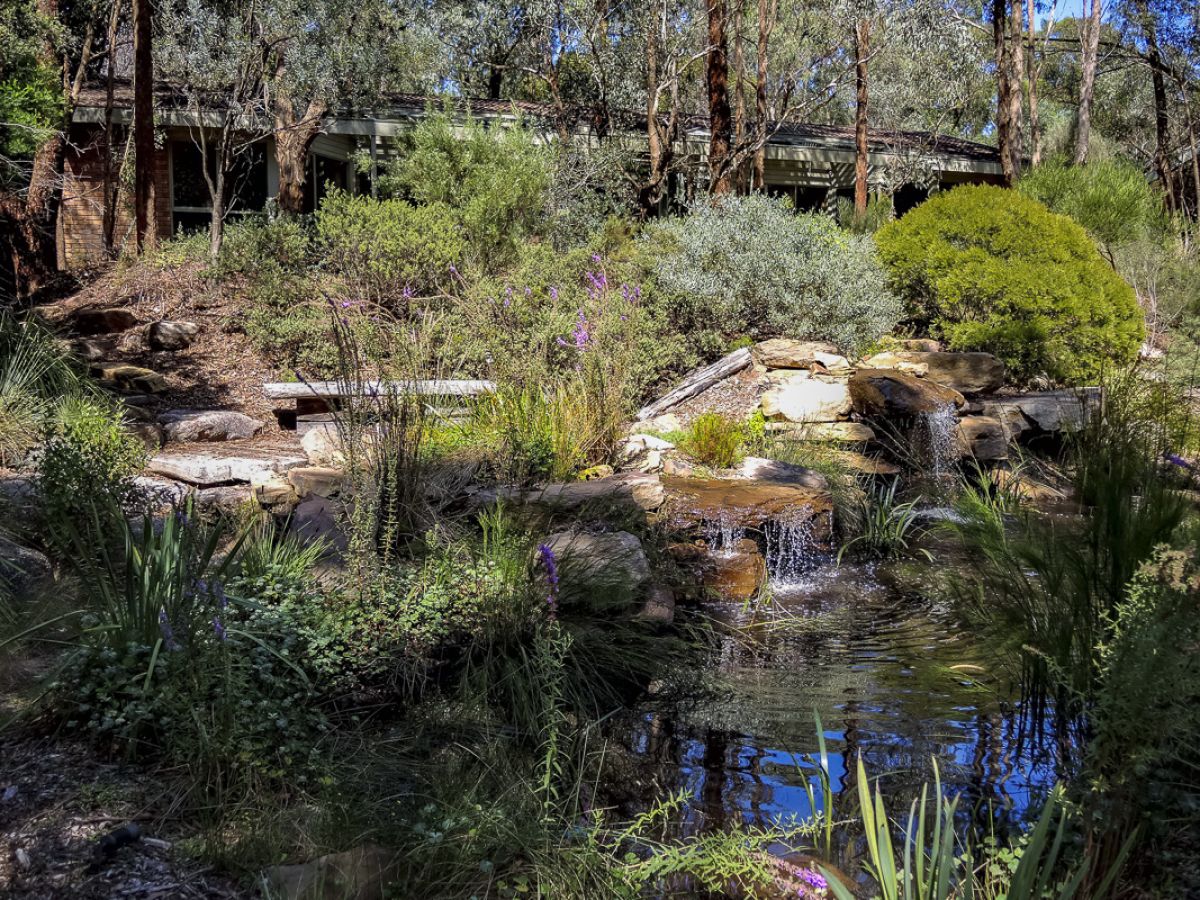 Shady dry Australian garden with native ground covers and small shrubs