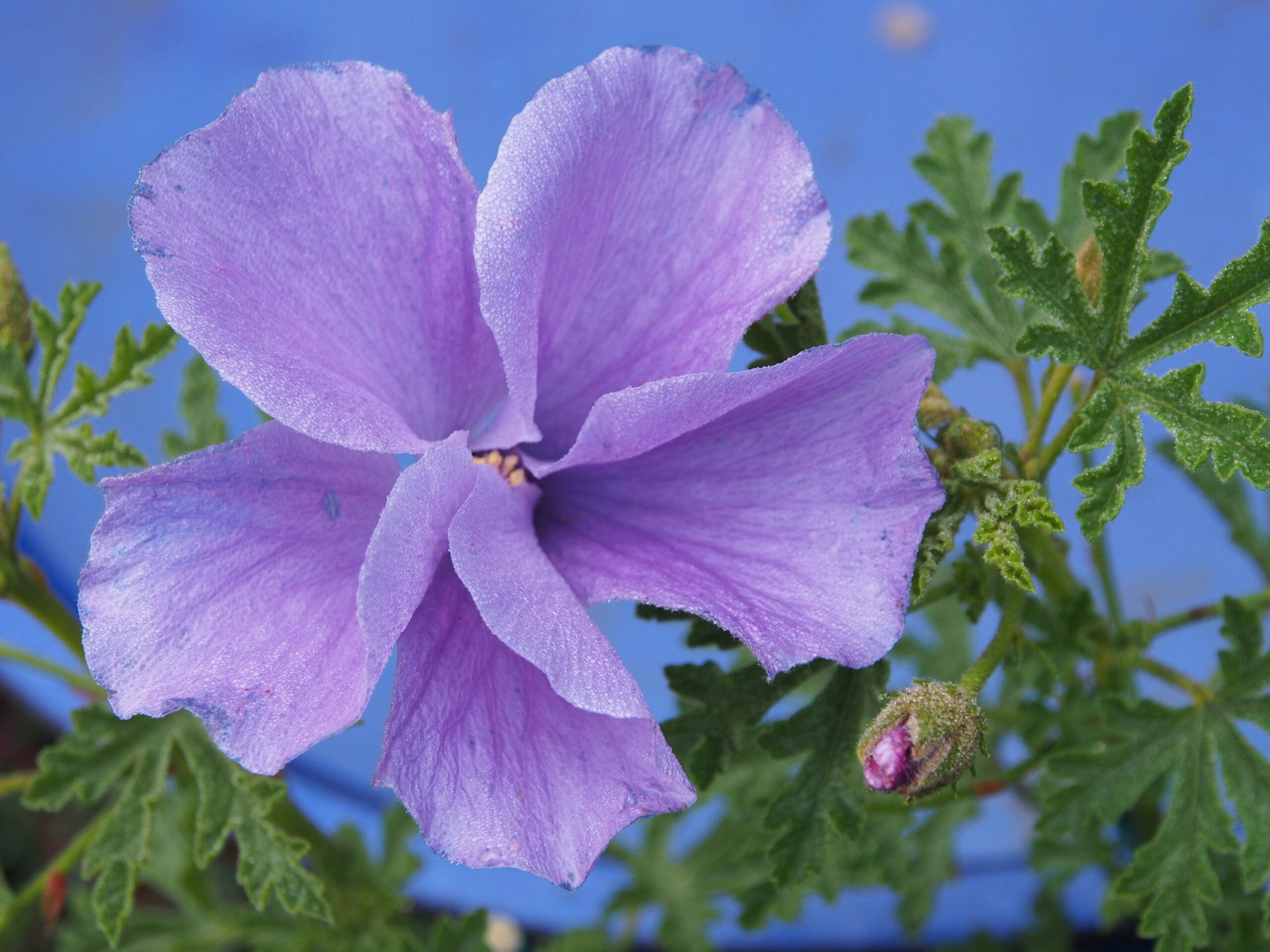 Alyogyne huegelii ‘Blue Hibiscus’