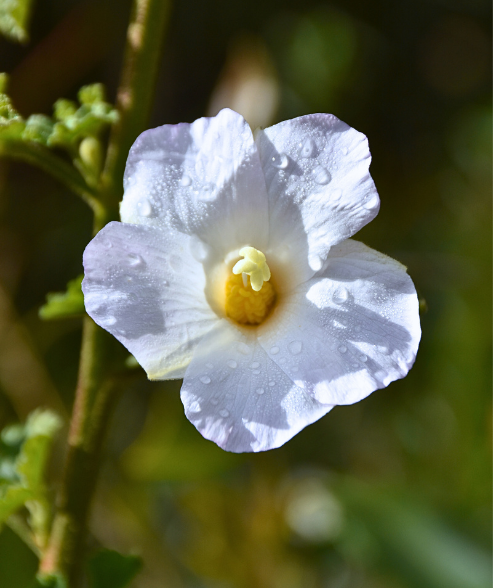 Alyogyne huegelii ‘White Gem’