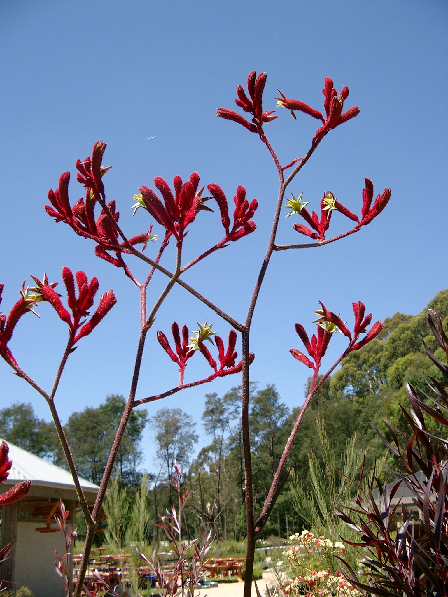 Anigozanthos flavidus and hybrids ‘Tall Kangaroo Paws’