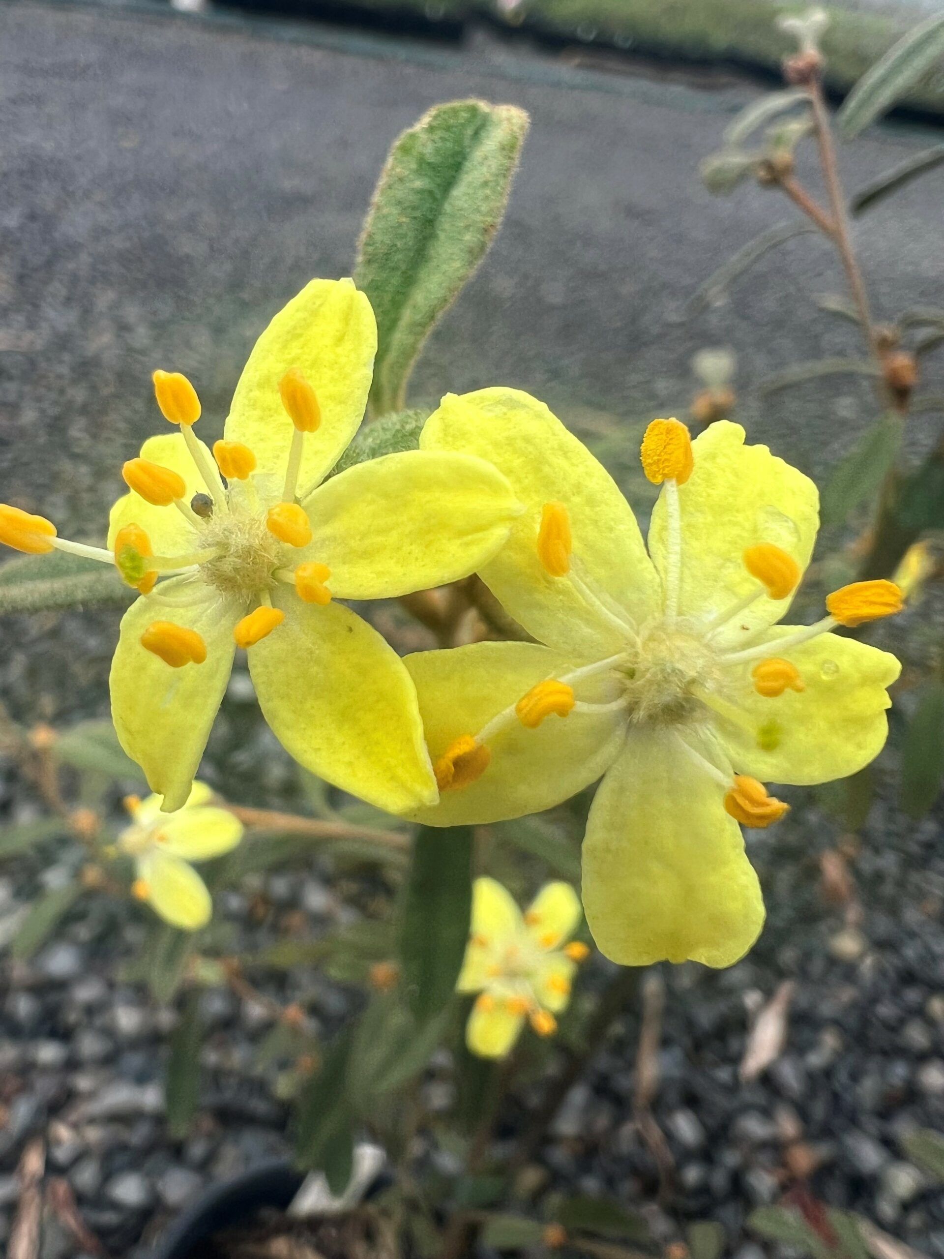 Asterolasia hexapetala ‘Star-bush’