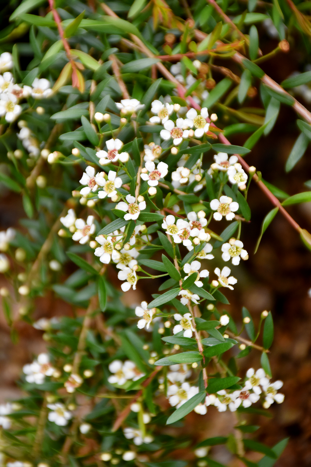 Sannantha pluriflora ‘White Cascade’
