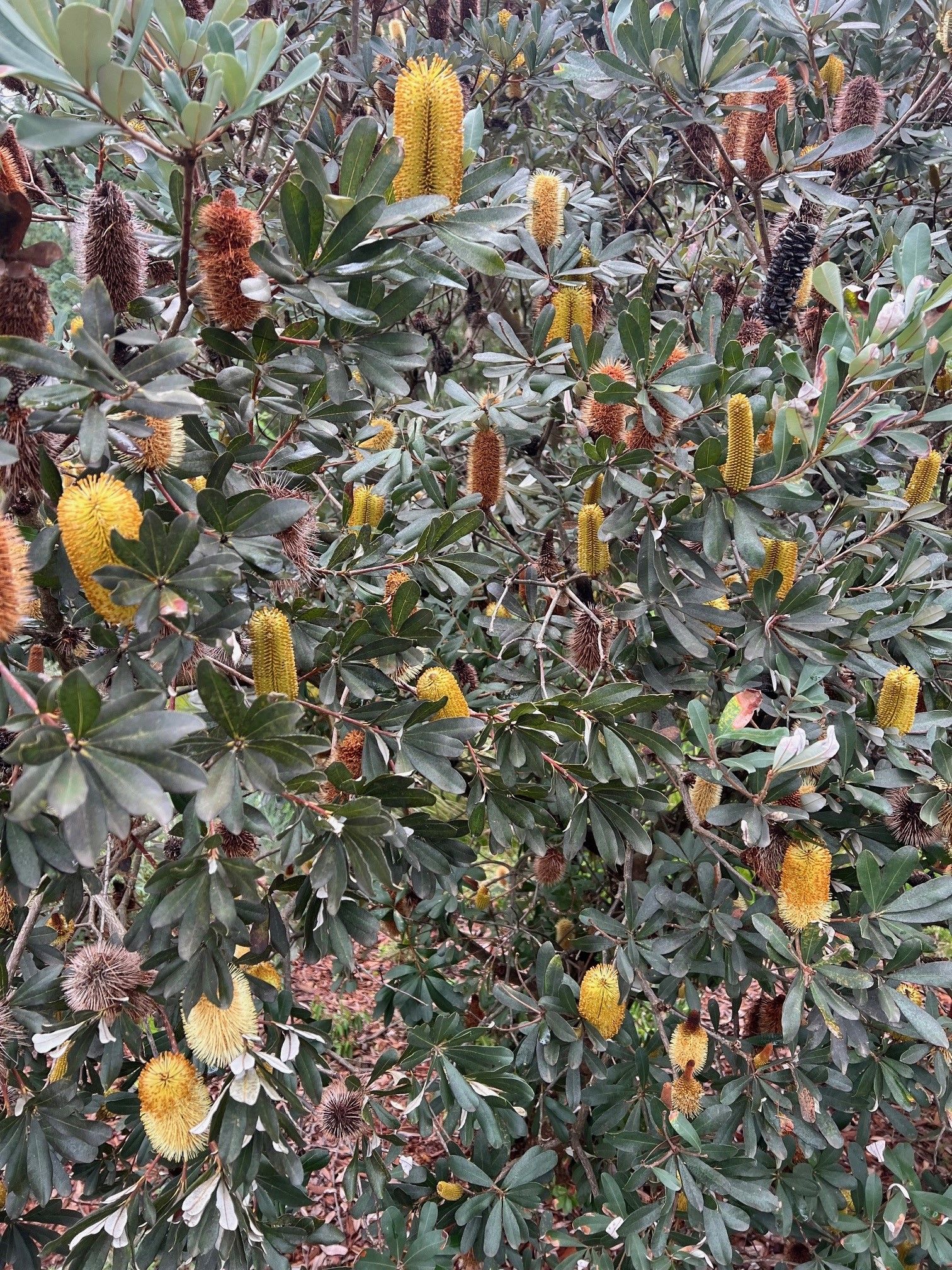 Banksia integrifolia dwarf 