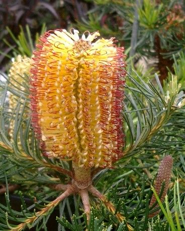 Banksia spinulosa ‘Dwarf Forms’ Hairpin Banksia