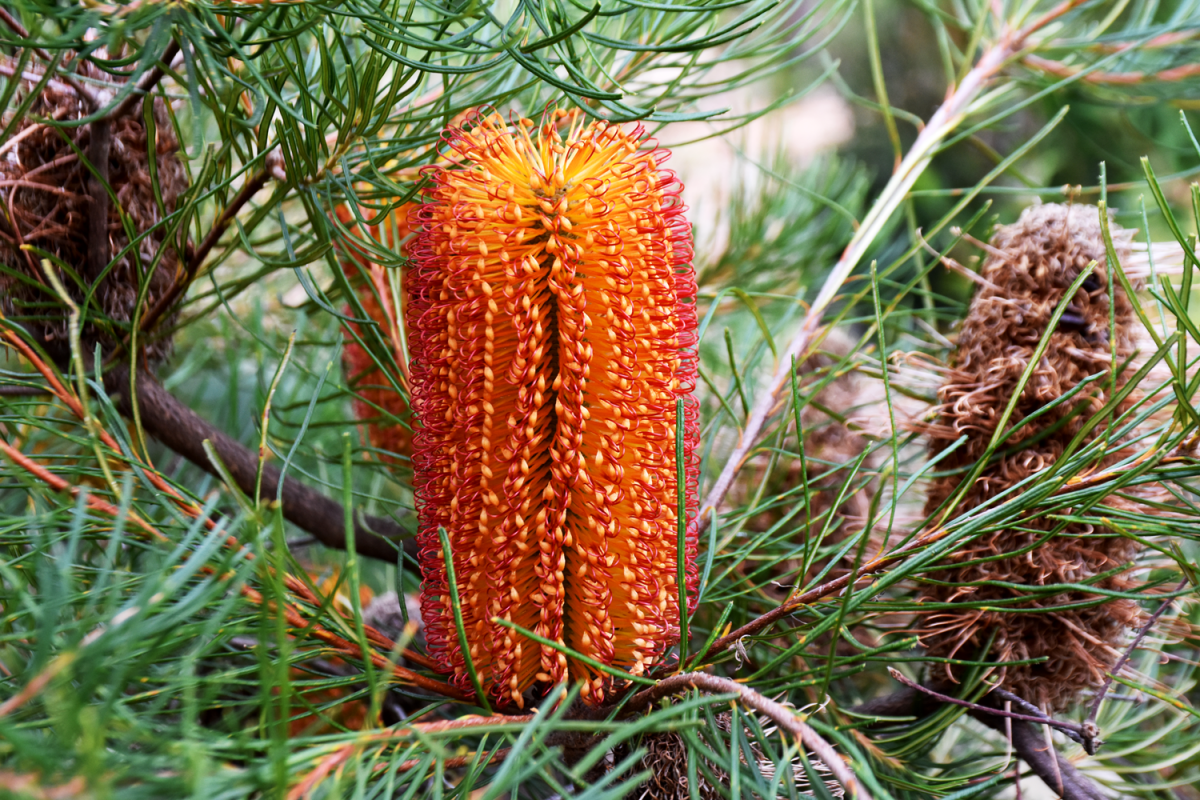 Banksia spinulosa Dwarf Honey and Red with distinctive red-gold flower spikes at Kuranga Native Nursery