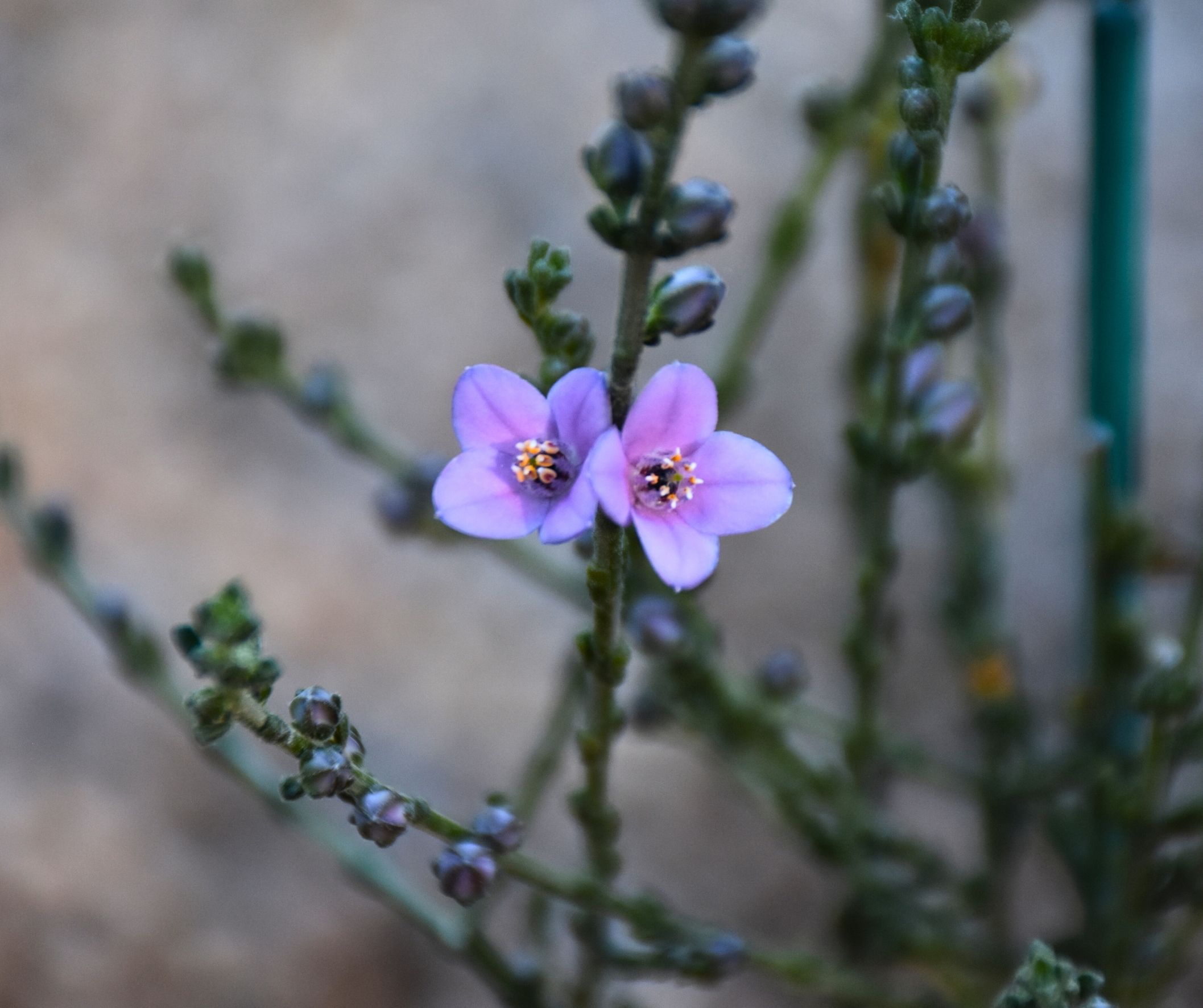 Cyanothamnus coerulescens