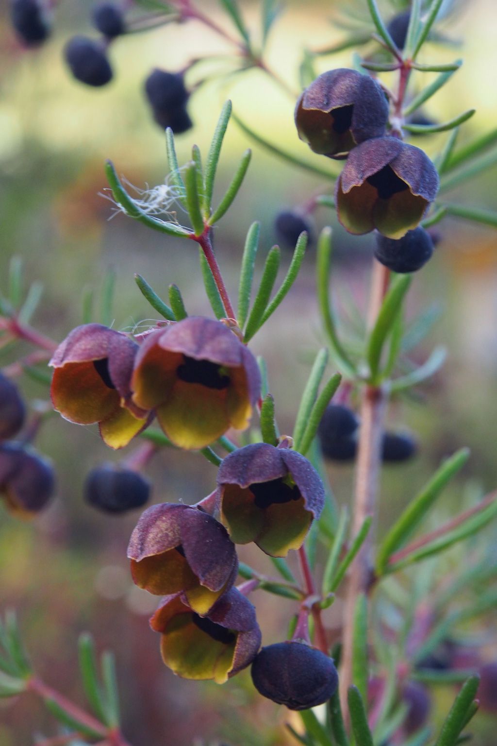 Boronia megastigma with fragrant brown and yellow flowers at Kuranga Native Nursery