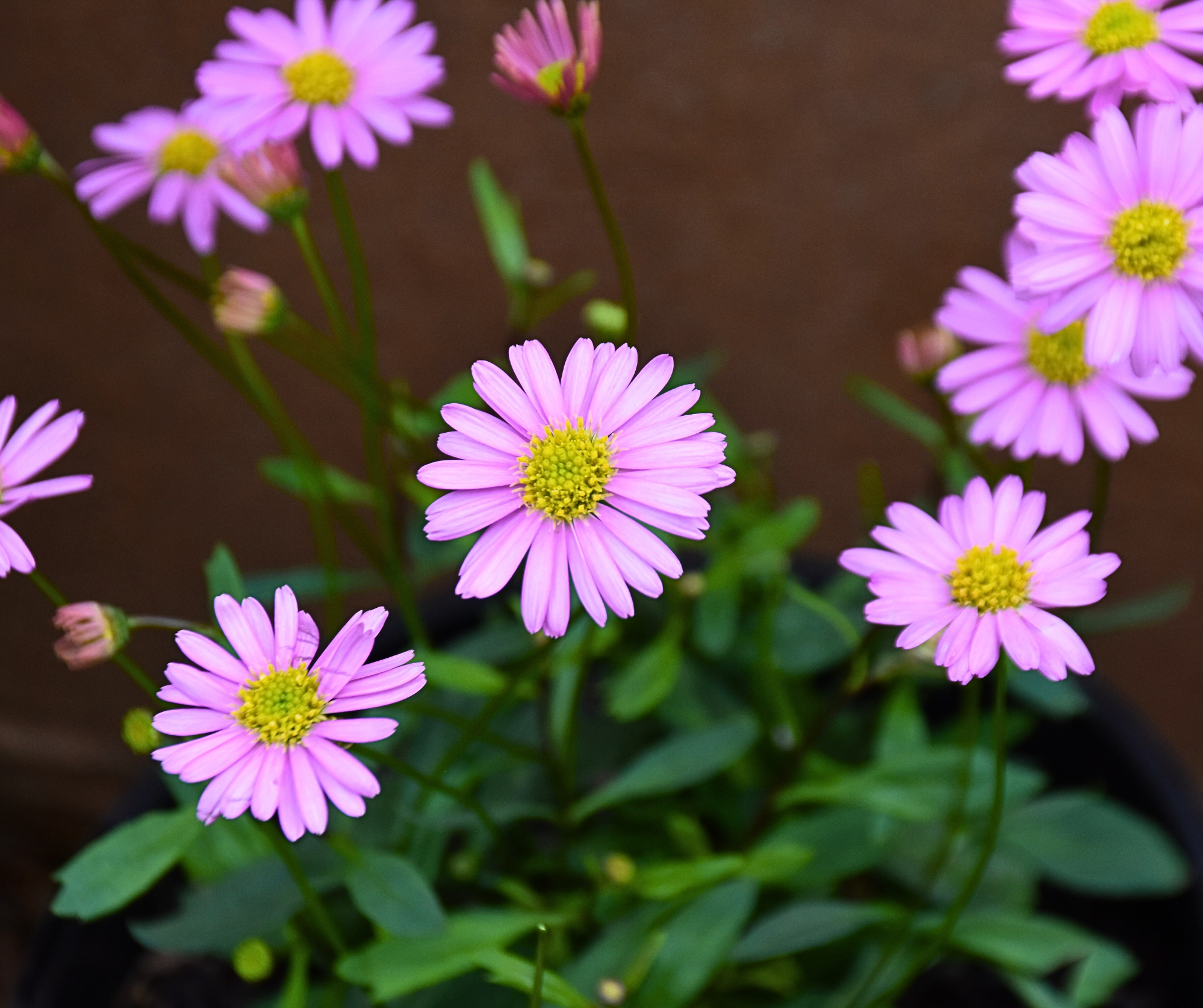 Brachyscome angustifolia ‘Pink’