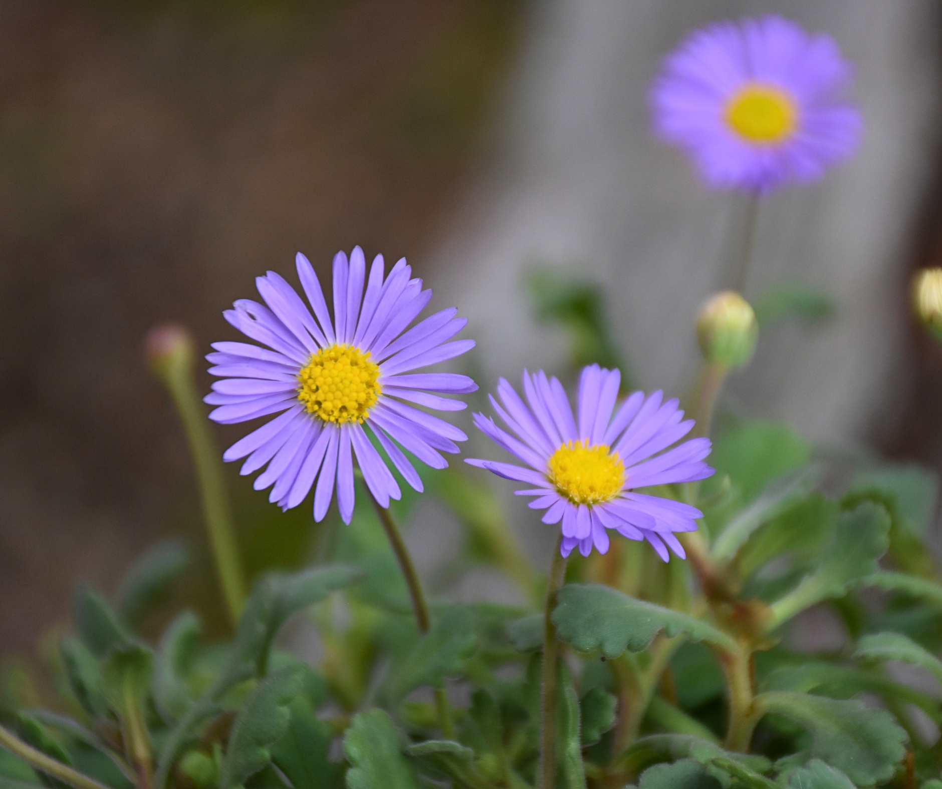 Brachyscome microcarpa ‘Clarence River’ Purple