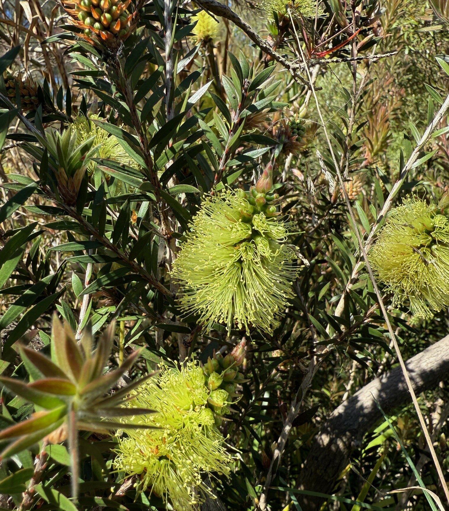Callistemon viridiflorus  