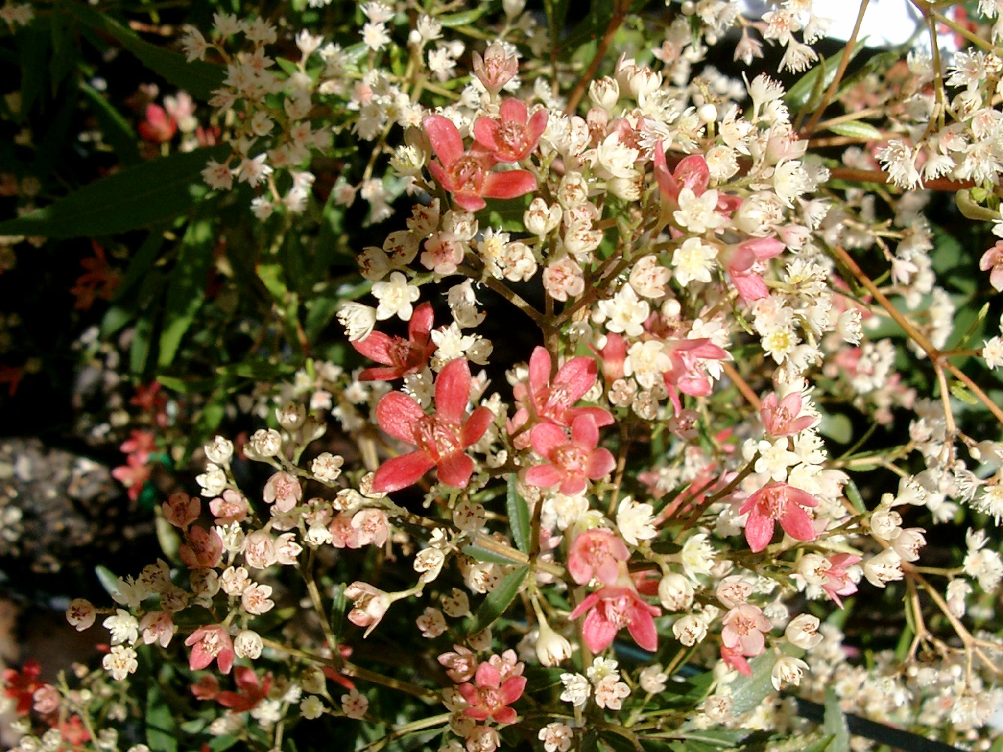Ceratopetalum gummiferum ‘NSW Christmas Bush’